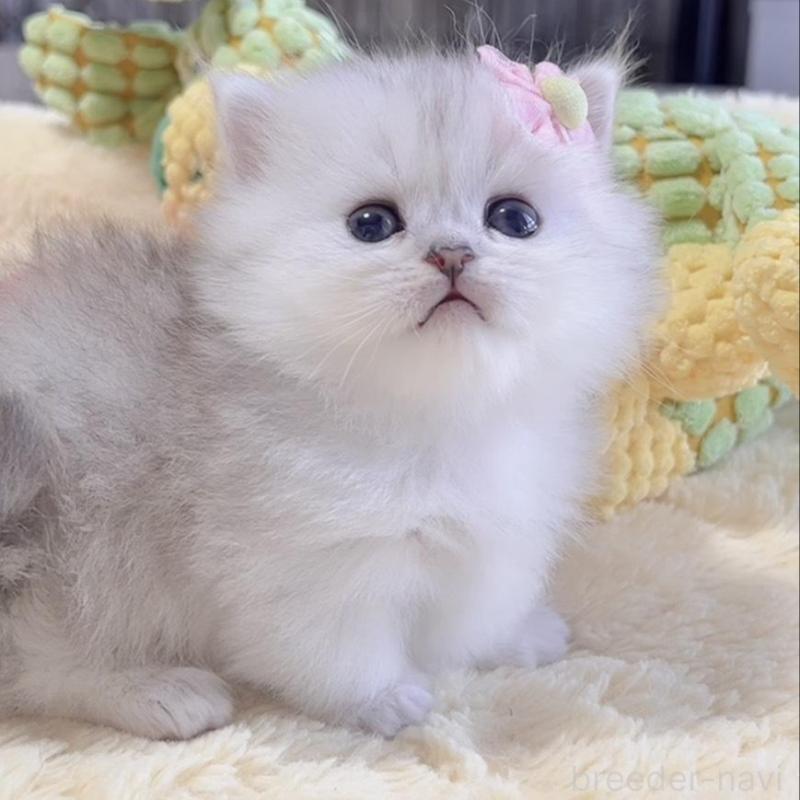 販売中の岐阜県のミヌエット(短足)-136482の1枚目