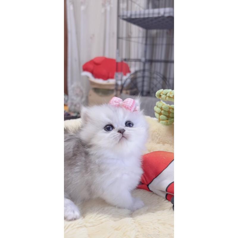 販売中の岐阜県のミヌエット(短足)-136483の9枚目