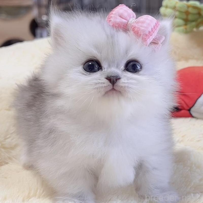 販売中の岐阜県のミヌエット(短足)-136483の8枚目