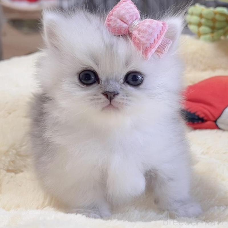 販売中の岐阜県のミヌエット(短足)-136483の7枚目