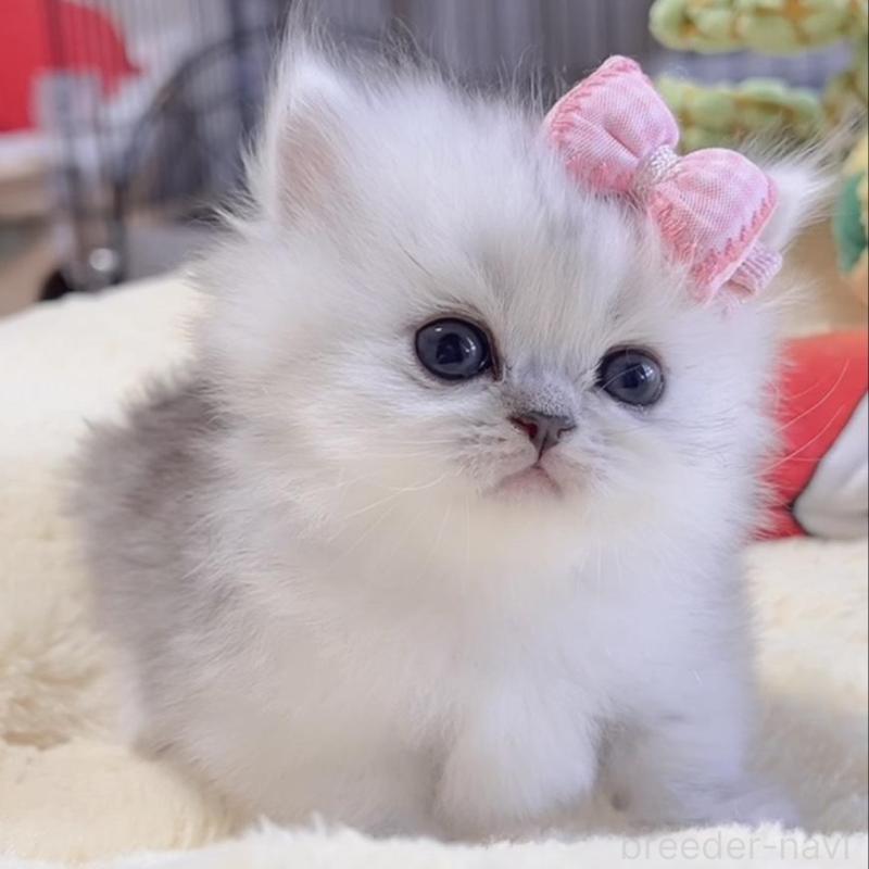 販売中の岐阜県のミヌエット(短足)-136483の6枚目