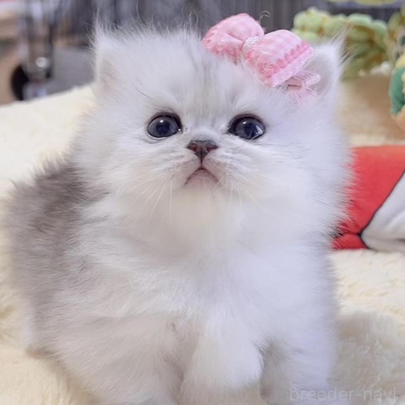 販売中の岐阜県のミヌエット(短足)-136483の4枚目