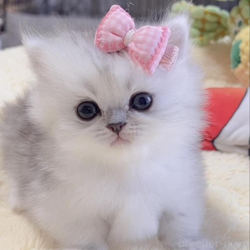 販売中の岐阜県のミヌエット(短足)-136483の3枚目