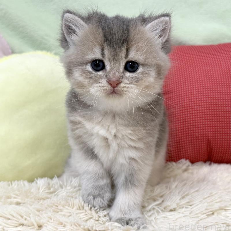 商談中の大阪府のブリティッシュショートヘア-136045