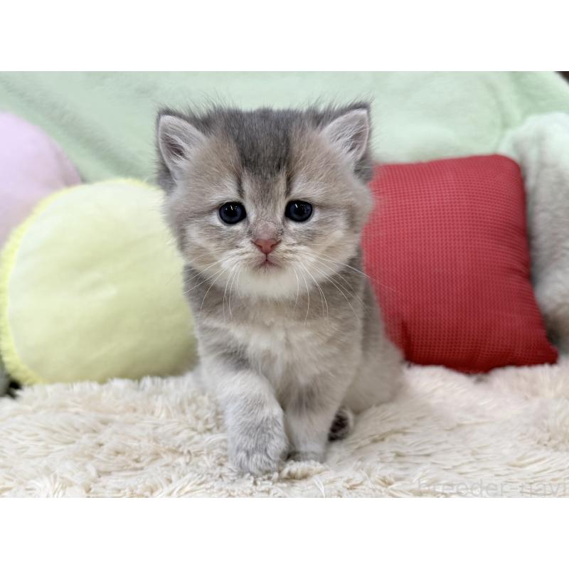 成約済の大阪府のブリティッシュショートヘア-136045の6枚目