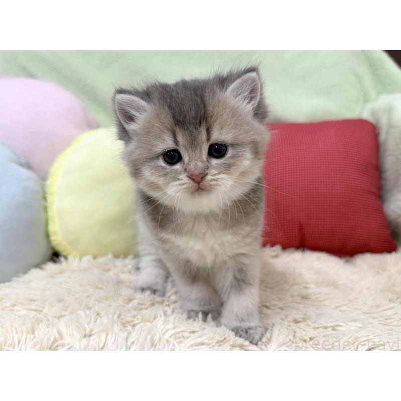 成約済の大阪府のブリティッシュショートヘア-136045の5枚目