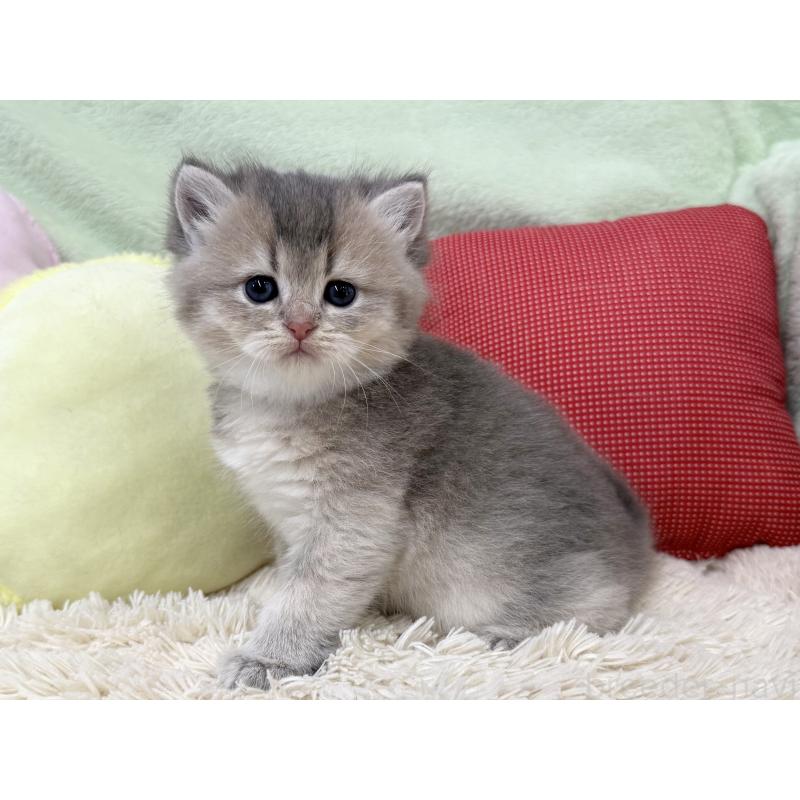 成約済の大阪府のブリティッシュショートヘア-136045の4枚目