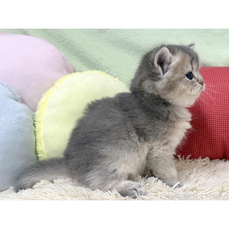 成約済の大阪府のブリティッシュショートヘア-136045の3枚目