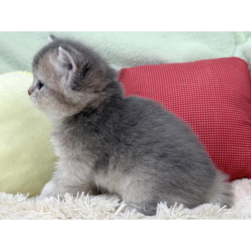 成約済の大阪府のブリティッシュショートヘア-136045の2枚目