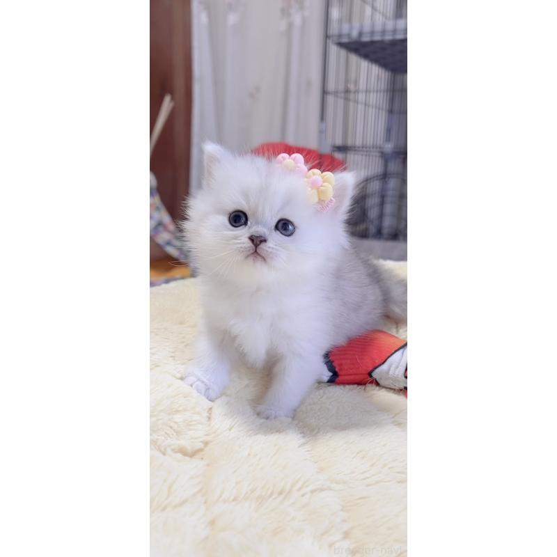 販売中の岐阜県のミヌエット-136484の7枚目