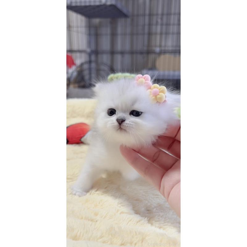 販売中の岐阜県のミヌエット-136484の6枚目