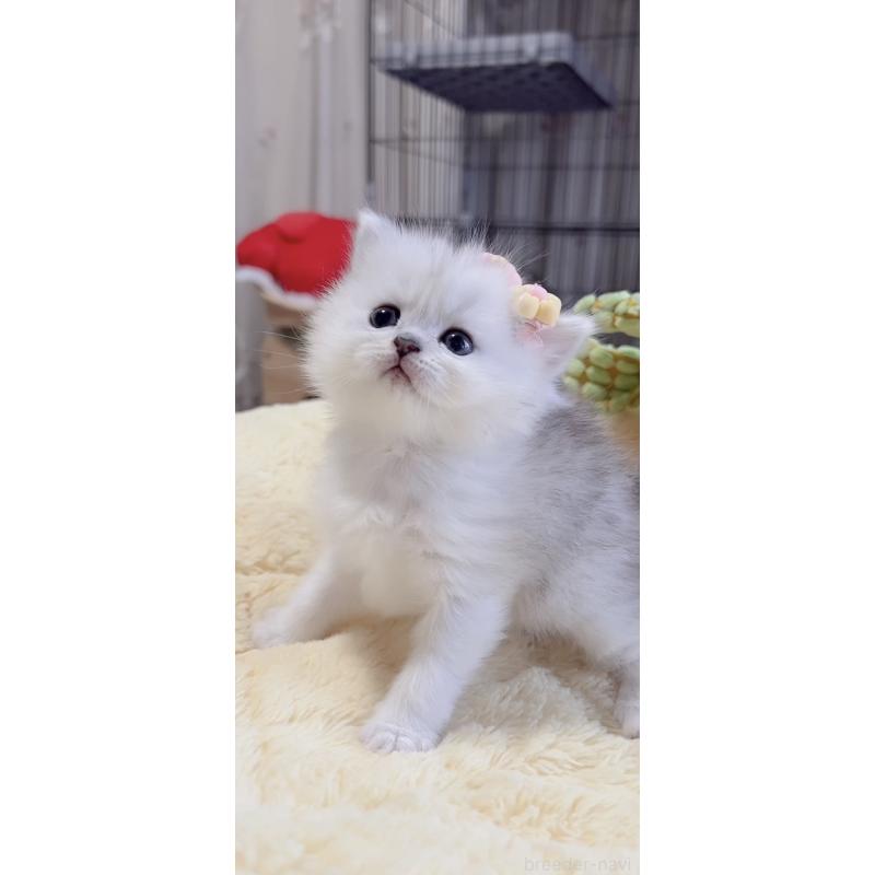 販売中の岐阜県のミヌエット-136484の5枚目