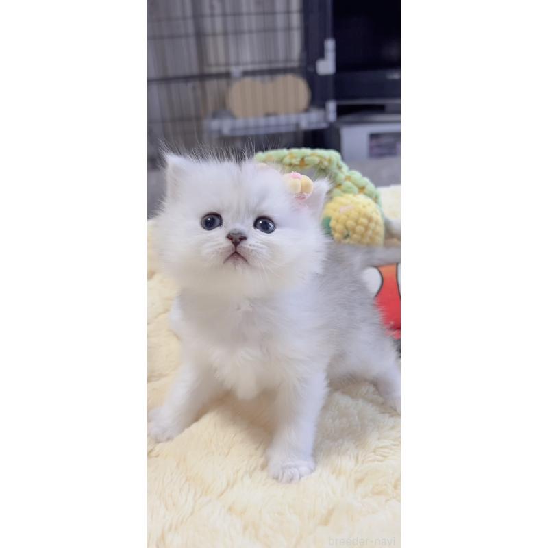 販売中の岐阜県のミヌエット-136484の4枚目