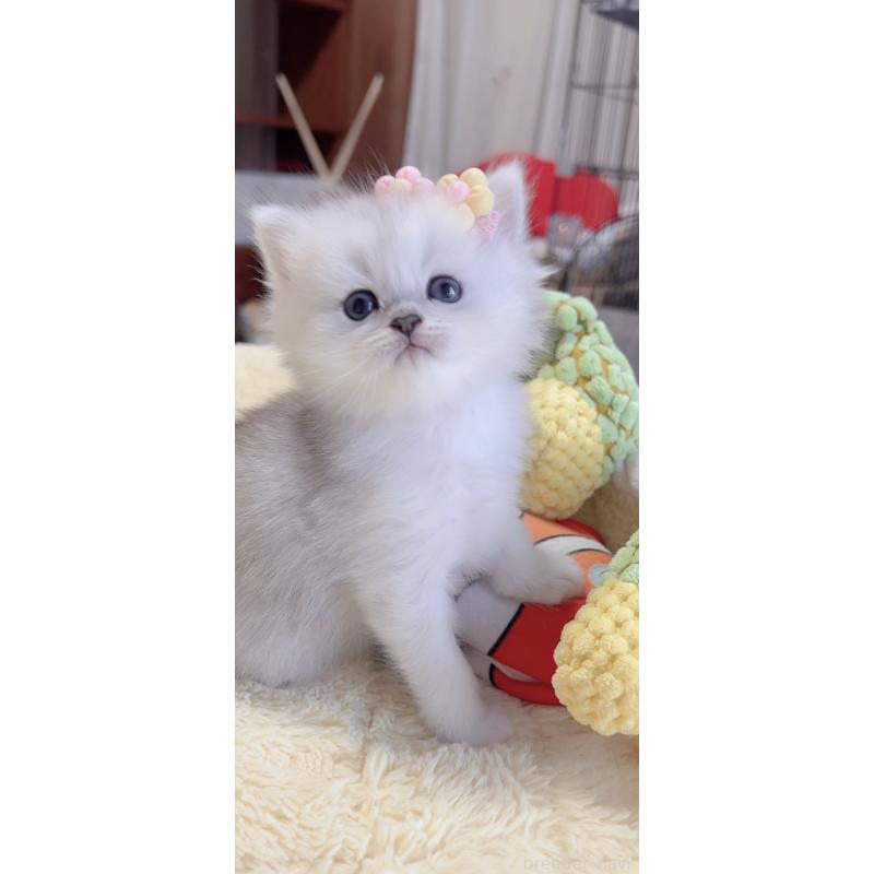 販売中の岐阜県のミヌエット-136484の3枚目