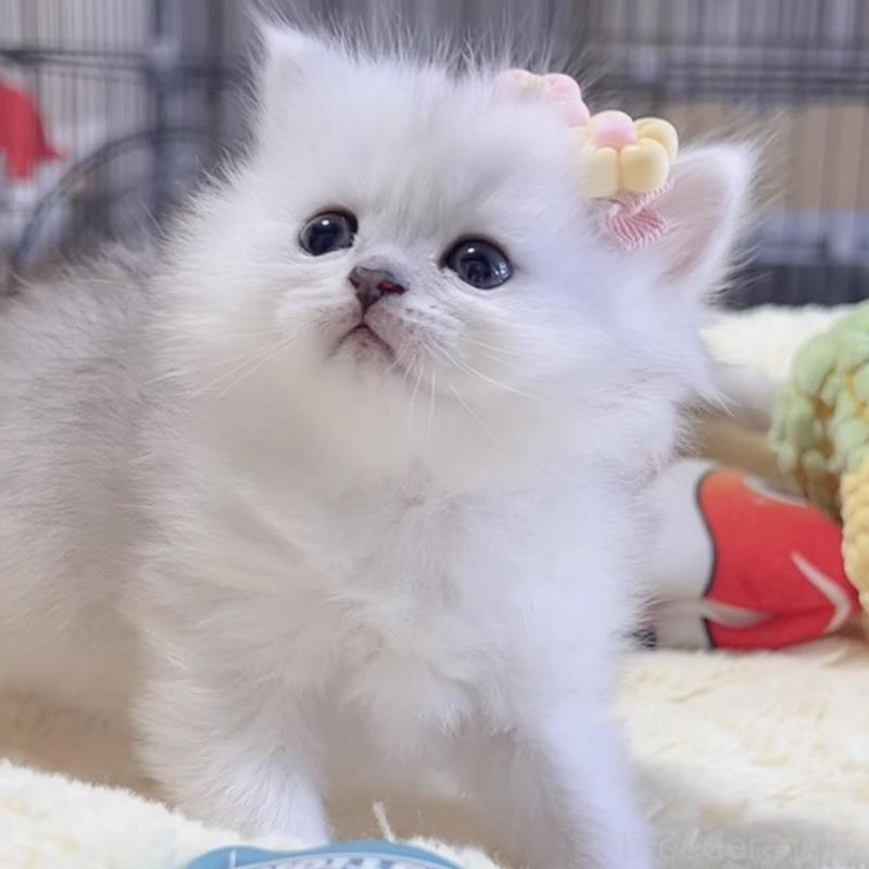 販売中の岐阜県のミヌエット-136484の2枚目