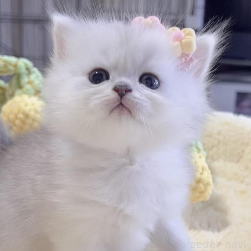 販売中の岐阜県のミヌエット-136484