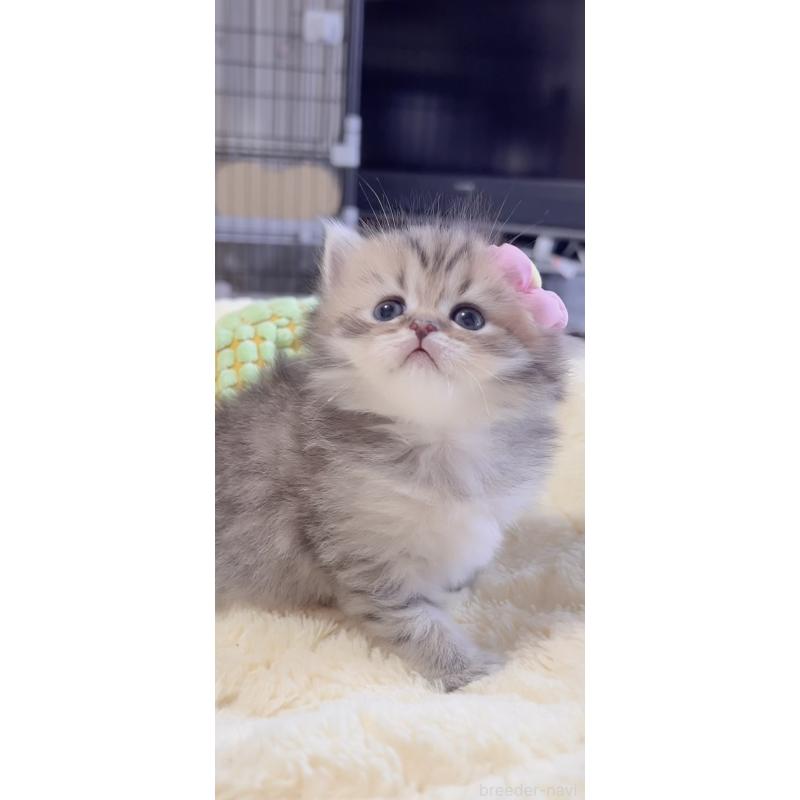 販売中の岐阜県のミヌエット-136485の8枚目