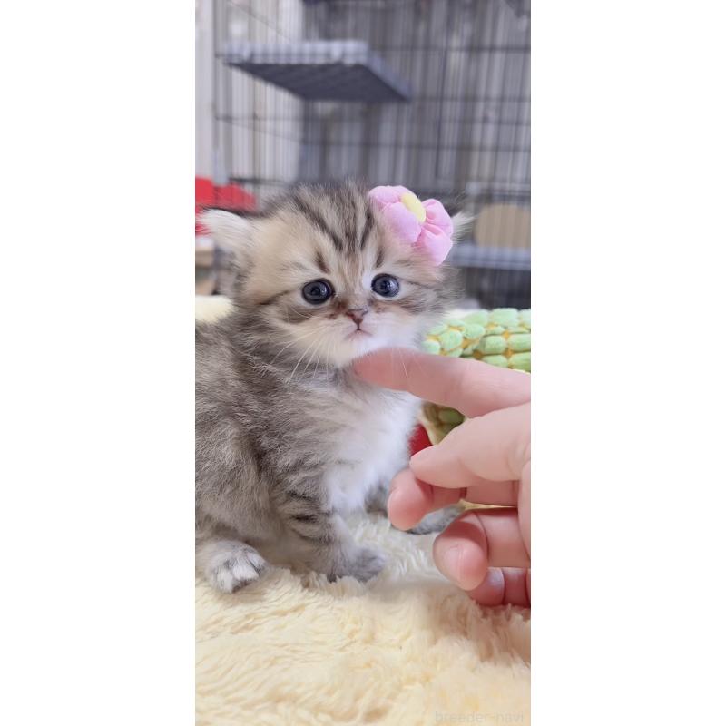 販売中の岐阜県のミヌエット-136485の7枚目