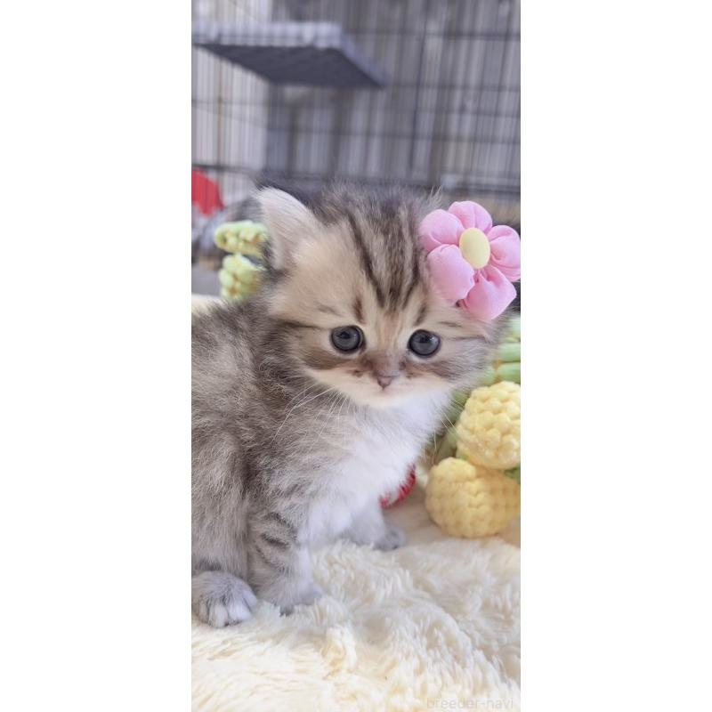 販売中の岐阜県のミヌエット-136485の6枚目