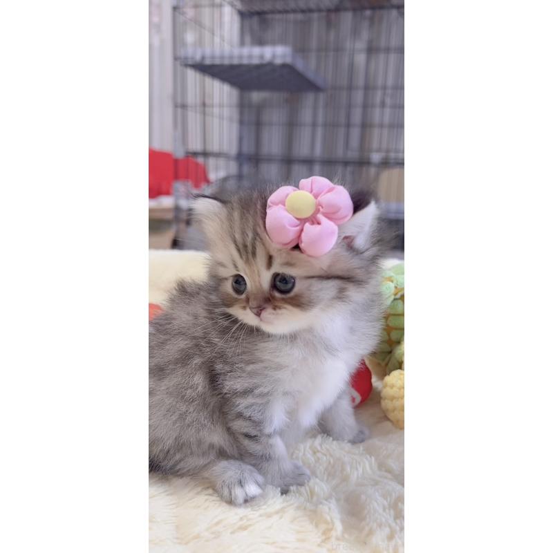 販売中の岐阜県のミヌエット-136485の5枚目