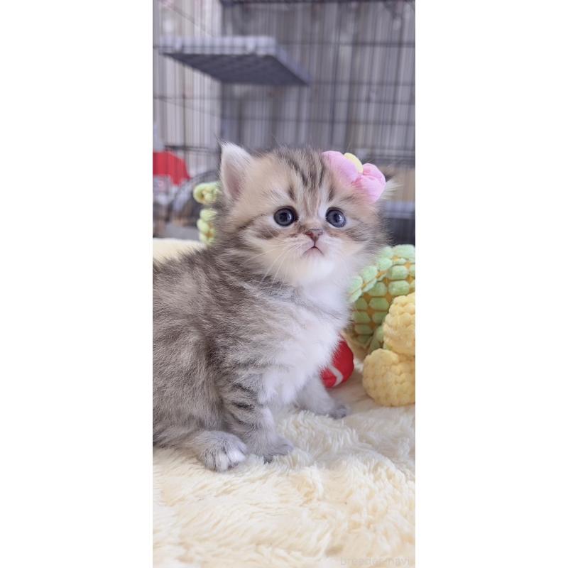 販売中の岐阜県のミヌエット-136485の4枚目