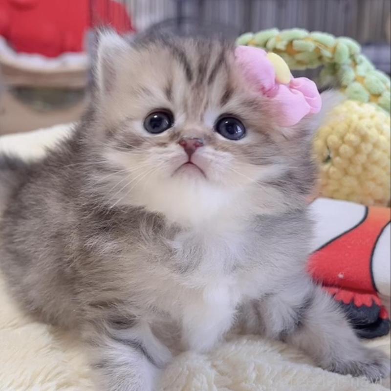 販売中の岐阜県のミヌエット-136485の1枚目