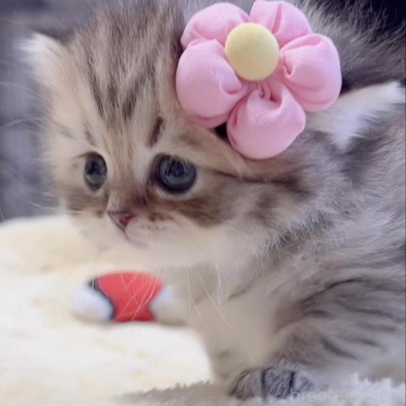 販売中の岐阜県のミヌエット-136485の3枚目