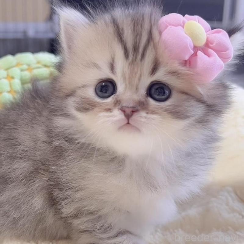 販売中の岐阜県のミヌエット-136485の2枚目