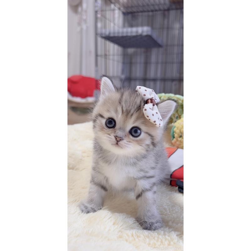 販売中の岐阜県のミヌエット-136486の10枚目