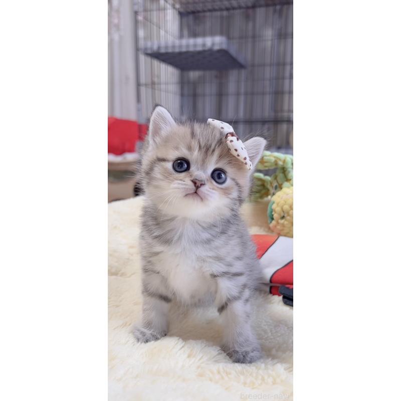 販売中の岐阜県のミヌエット-136486の9枚目