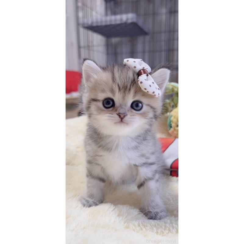 販売中の岐阜県のミヌエット-136486の8枚目