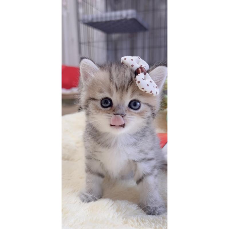 販売中の岐阜県のミヌエット-136486の7枚目