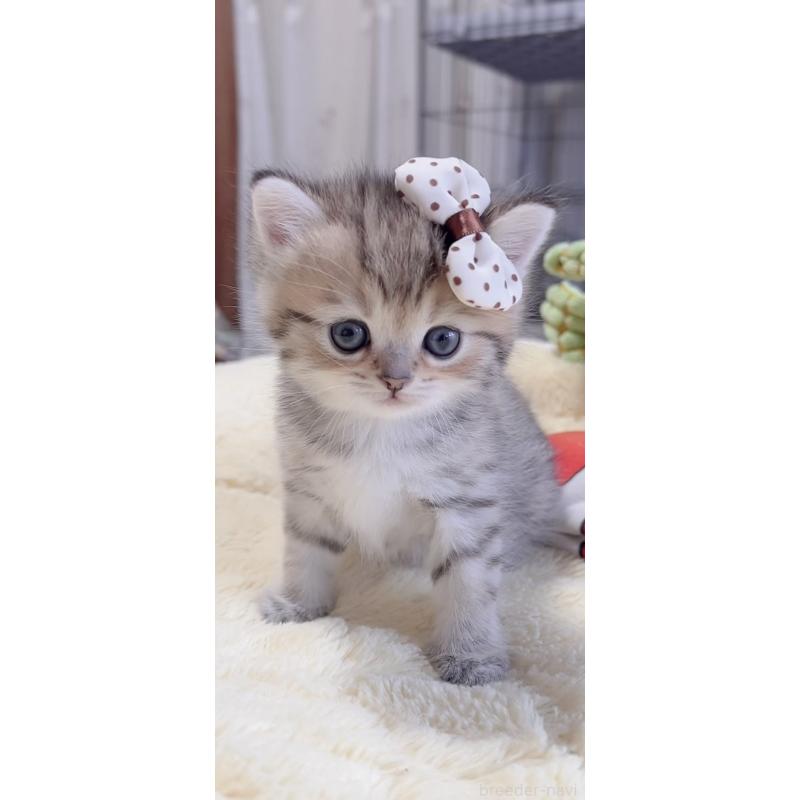 販売中の岐阜県のミヌエット-136486の6枚目