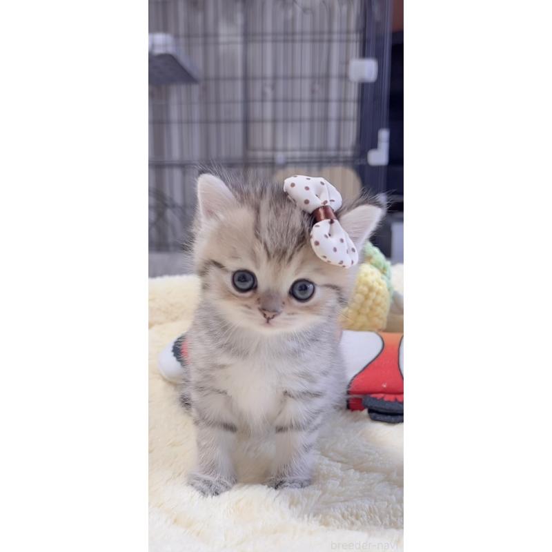 販売中の岐阜県のミヌエット-136486の5枚目