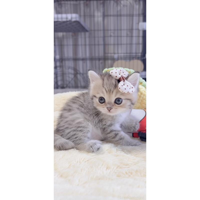 販売中の岐阜県のミヌエット-136486の4枚目