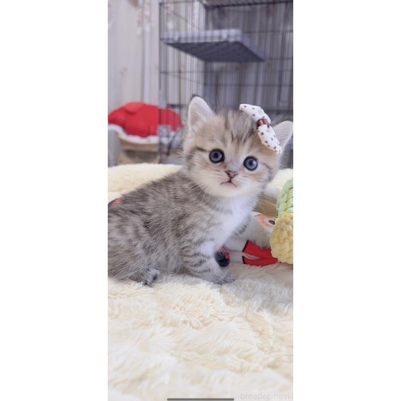 販売中の岐阜県のミヌエット-136486の2枚目