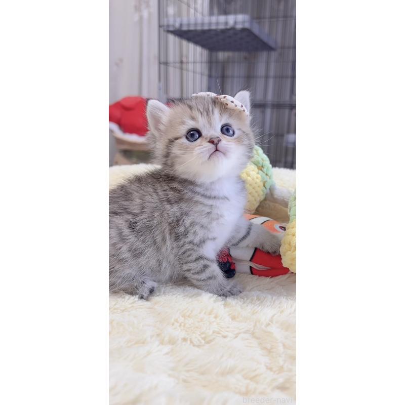 販売中の岐阜県のミヌエット-136486の3枚目