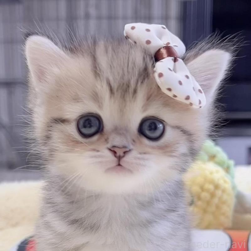 販売中の岐阜県のミヌエット-136486