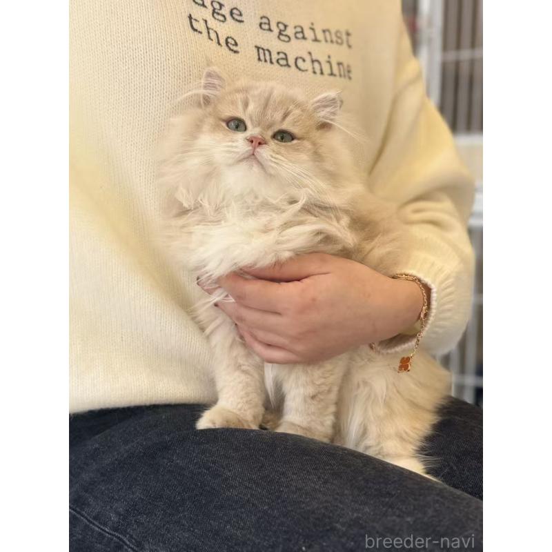 販売中の大阪府のブリティッシュロングヘア-136488の4枚目