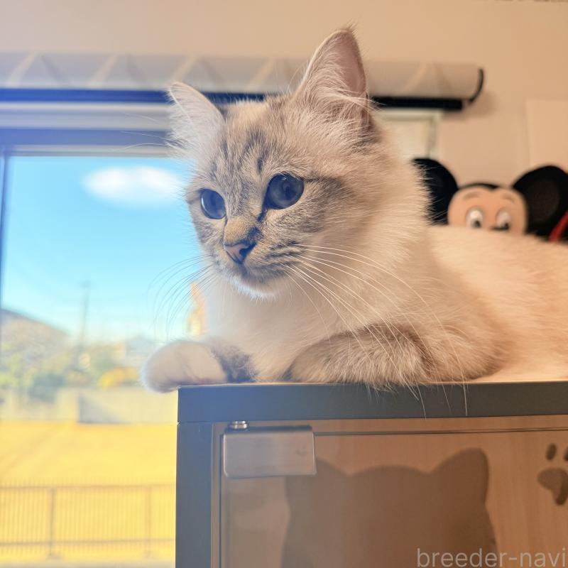 Utopia(ウトピア)ちゃん1枚目