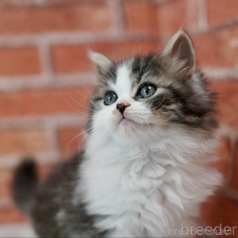 成約済の北海道のラガマフィン-135325の10枚目