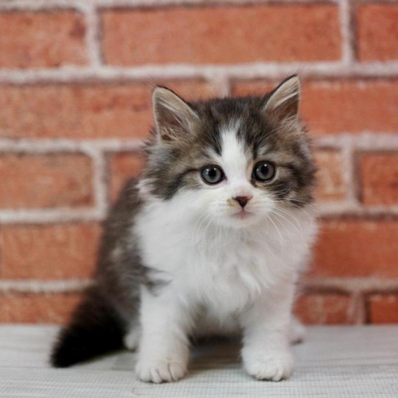 成約済の北海道のラガマフィン-135325の9枚目