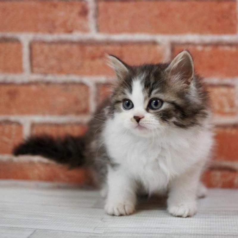 成約済の北海道のラガマフィン-135325の8枚目