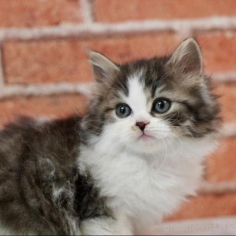 成約済の北海道のラガマフィン-135325の7枚目