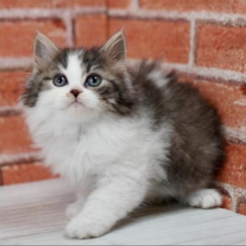 販売中の北海道のラガマフィン-135325