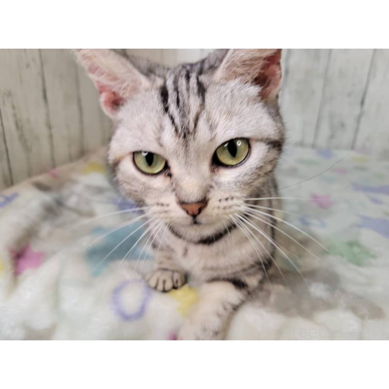 販売中の三重県のアメリカンショートヘア-136487の5枚目