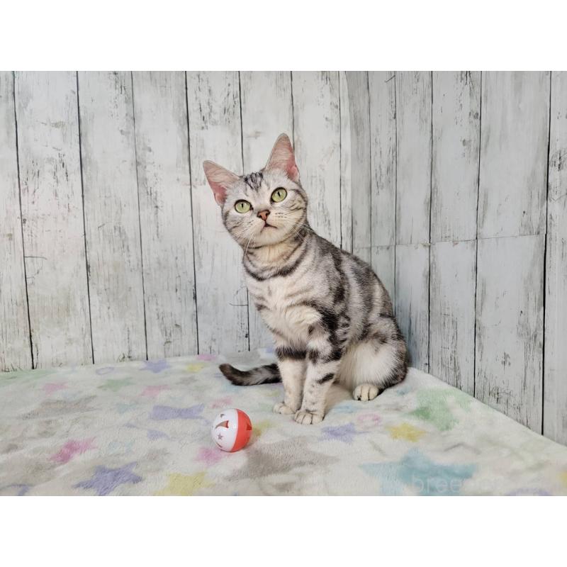 販売中の三重県のアメリカンショートヘア-136487の4枚目