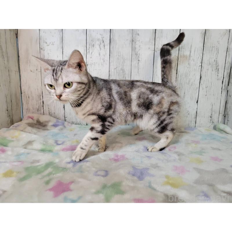 販売中の三重県のアメリカンショートヘア-136487の2枚目