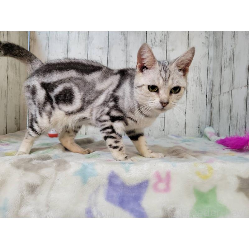 販売中の三重県のアメリカンショートヘア-136490の5枚目