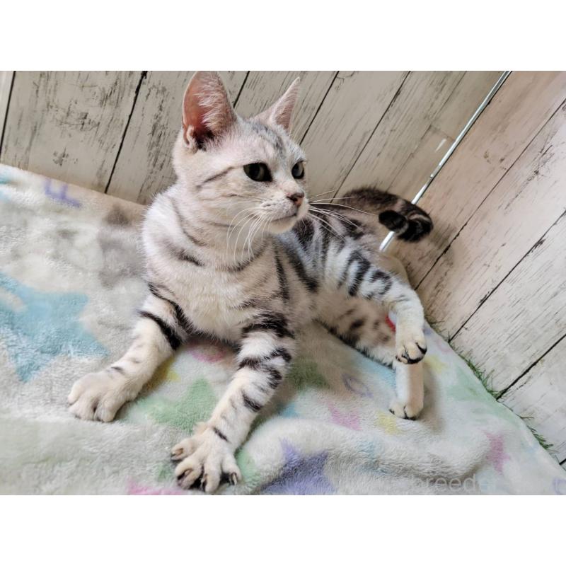 販売中の三重県のアメリカンショートヘア-136490の4枚目